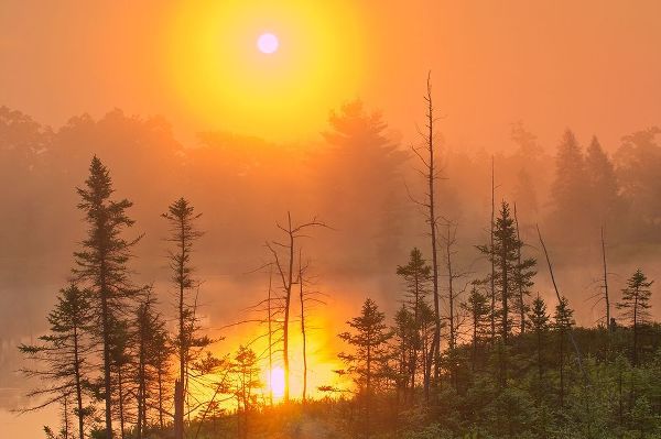 Canada-Ontario-Torrance Barrens Dark-Sky Preserve Foggy sunrise on forest